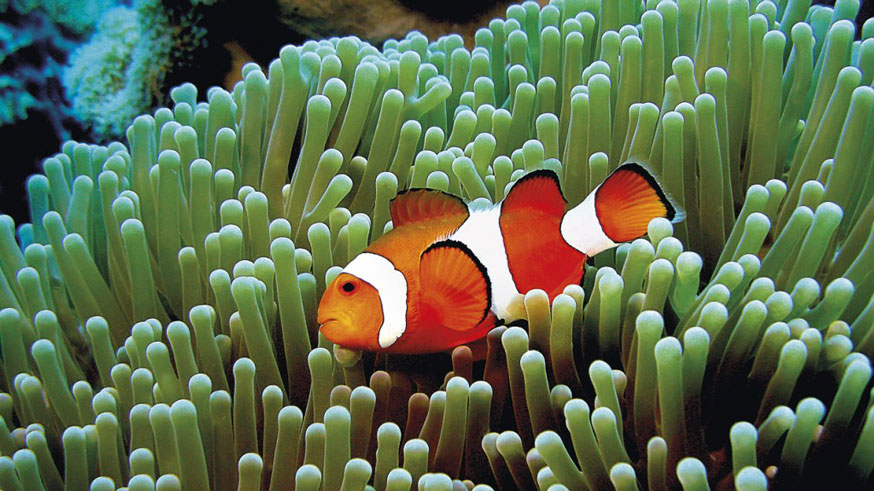 Cutie Anemon Fish