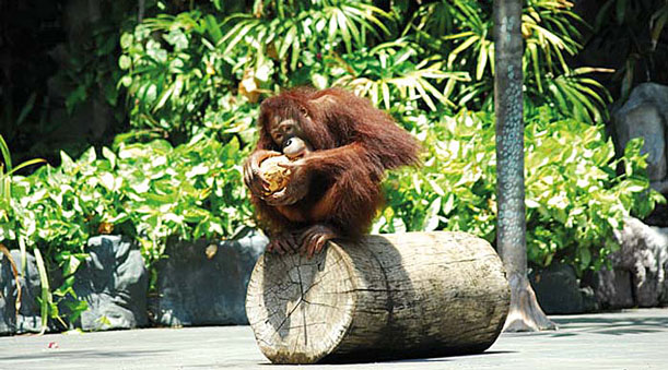 Difference Between Monkeys and Apes - Taman Safari Bali