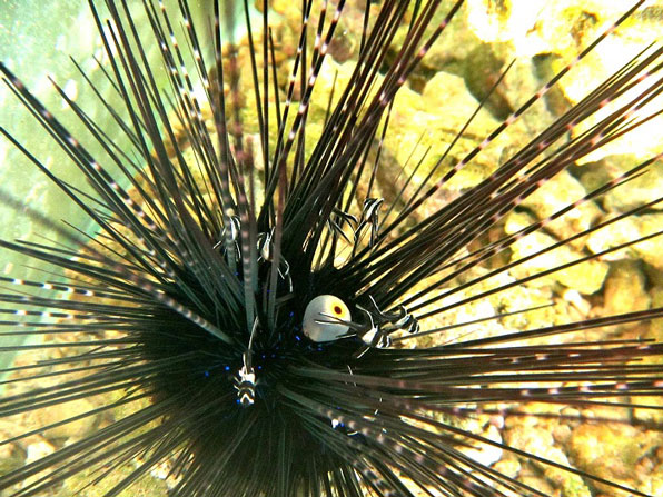 LINI - Banggai Cerdinalfish 1