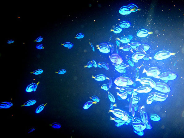 LINI - Reared Blue Tang