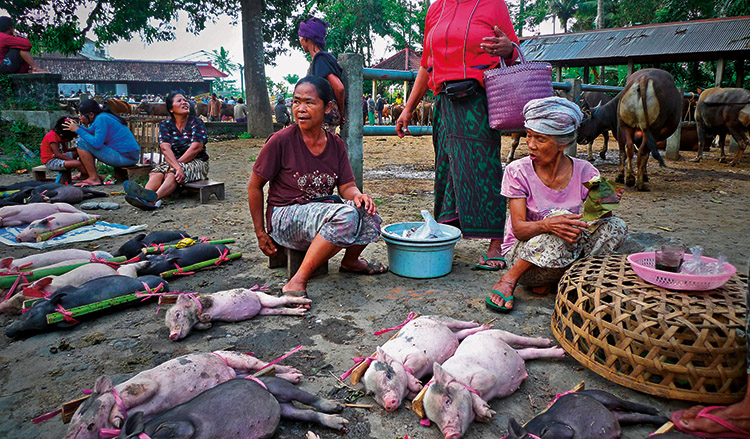 Secret Corner - Bebandem Cattle Market2