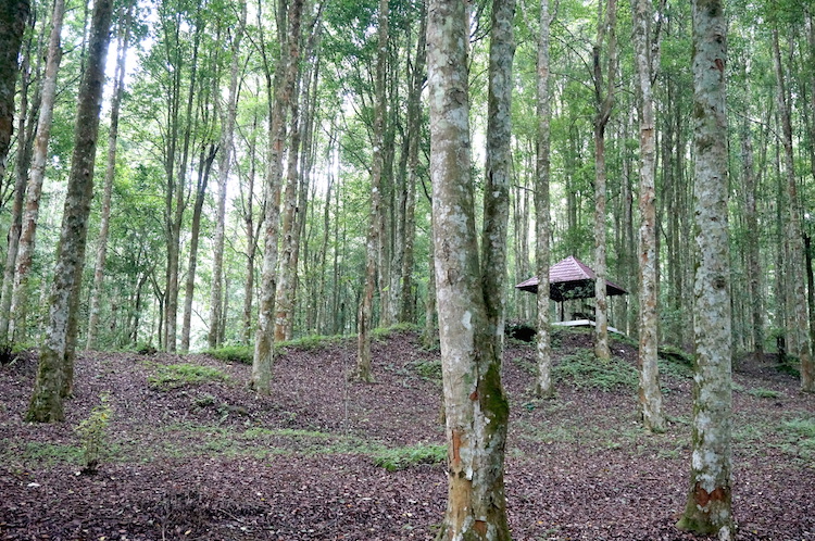 Bedugul Botanical Garden (17) 2