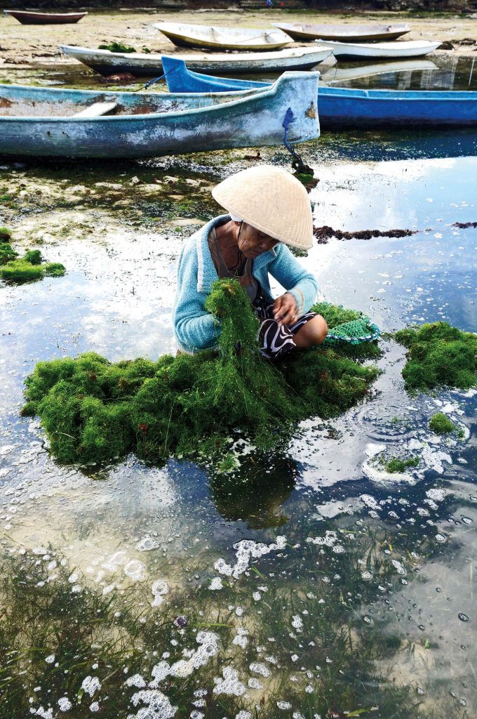  A Nusa Lembongan lady tending her seaweed line. Seaweed farming is one of the few ways coastal residents of the tiny island maintain and support their humble lifestyle.
