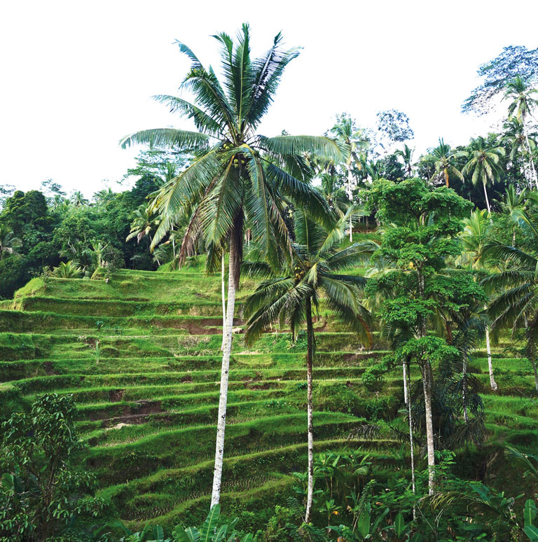 Tegalalangkelapa