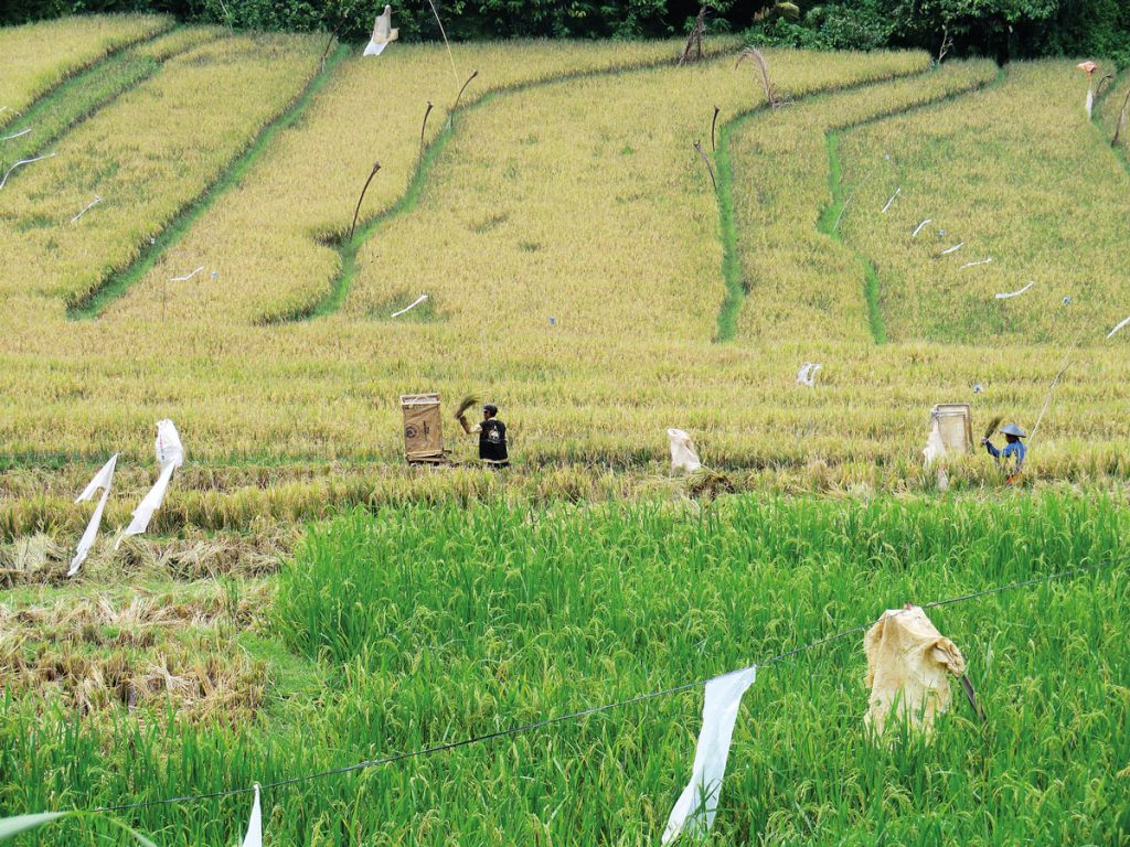 Jatiluwih Rice Field
