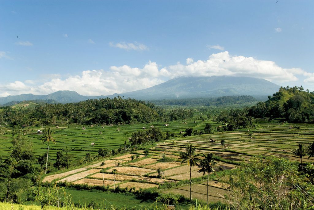 Mt Agung and Rice Field