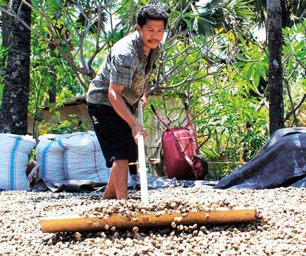 Cashew Plantation