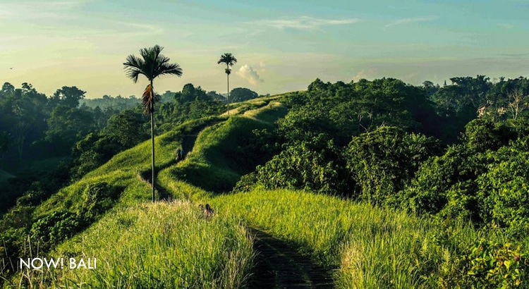 Campuhan Hill Ubud