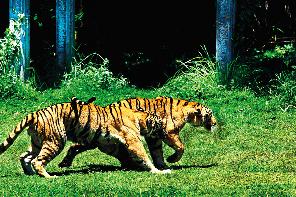 Get-to-Know-the-Wildlife3