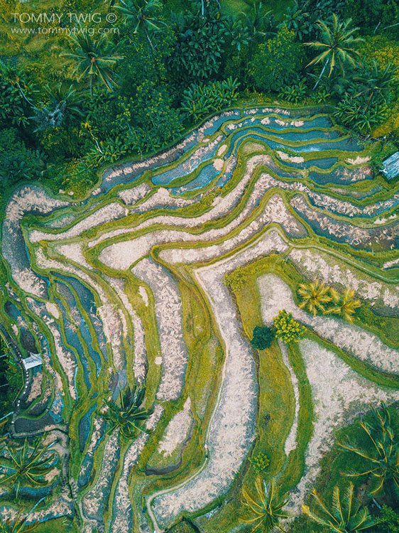 Tegallalang Rice fields by Tommy Twig