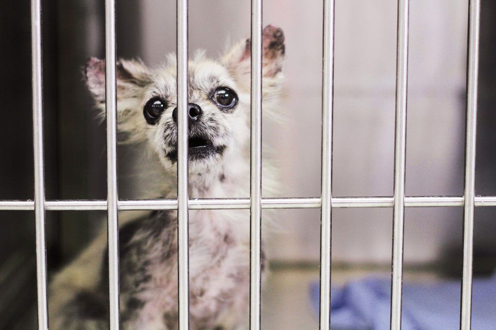 Charity-Profile---Lucky-Dog-Rescue---A-Tale-of-Bali-Dog-(1)