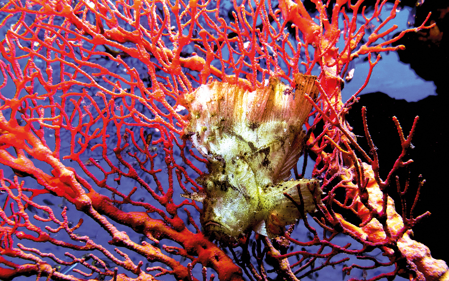 Diving (1)
