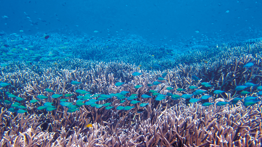 Diving (2)
