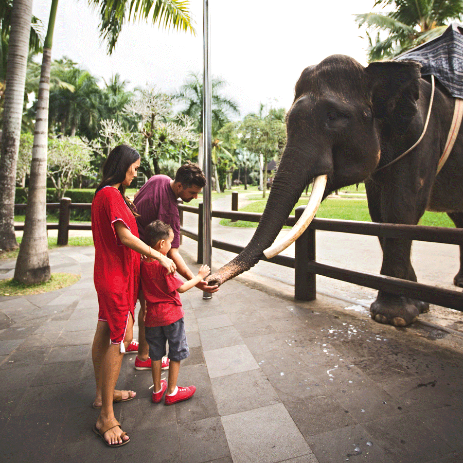 Feeding Elephant at Mason Elephant Park