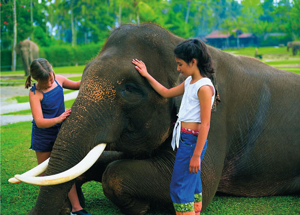 Mason Elephant Park Bali Ubud