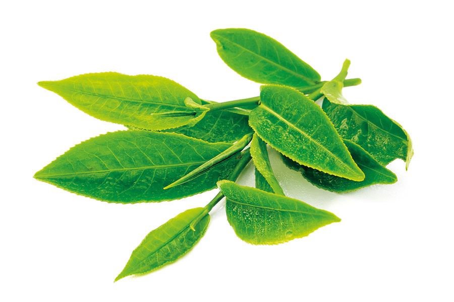 Theme---spa-ingredients-&-benefits---Green-tea-leaf-(1)