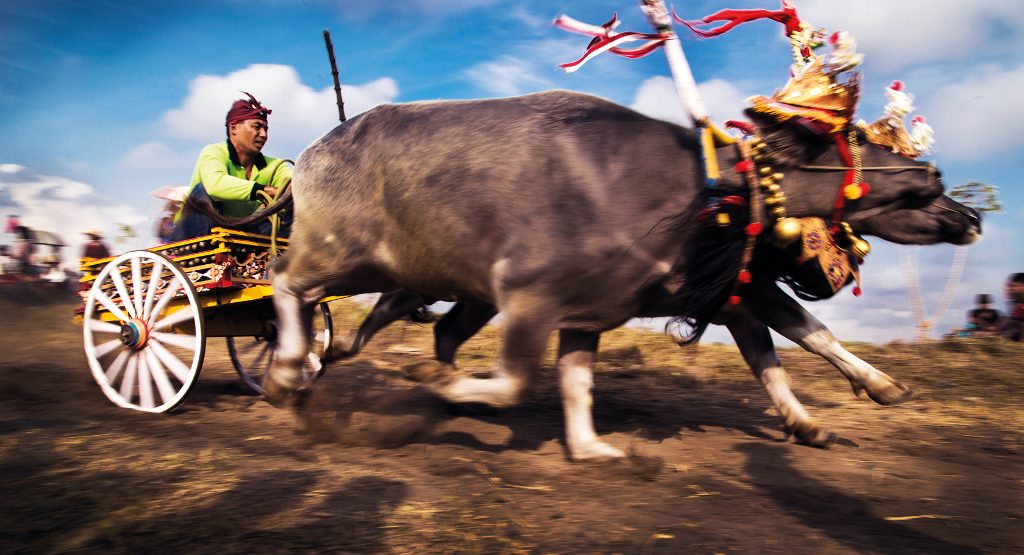 Makepung bull race at Negara