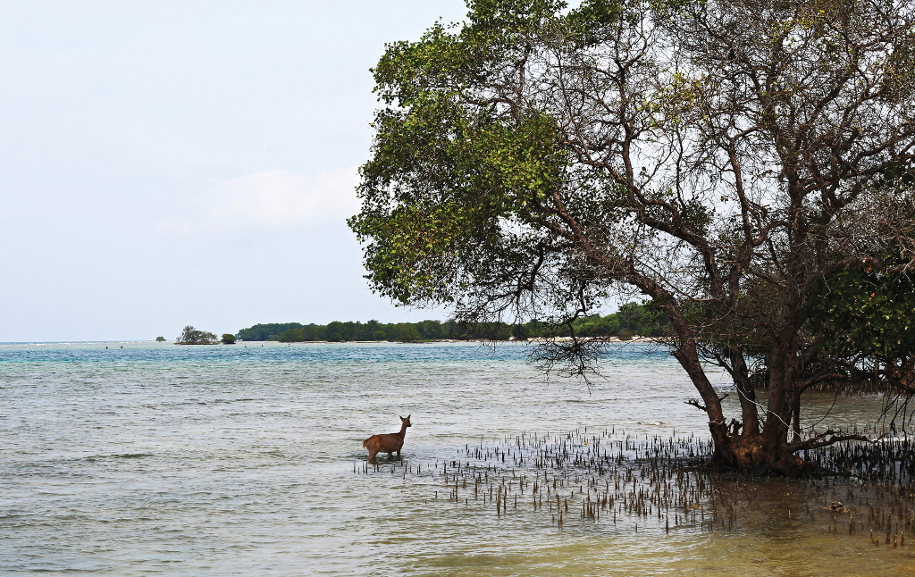 Coastal area of the West Bali National Park