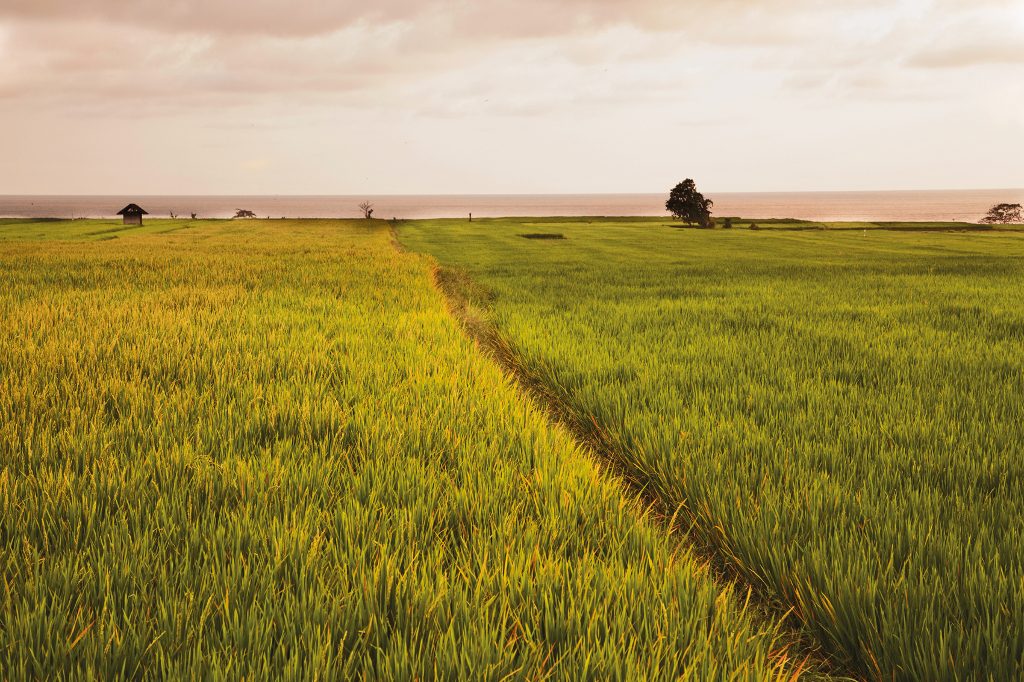 Sprawing Rice Field on the way to Jembrana