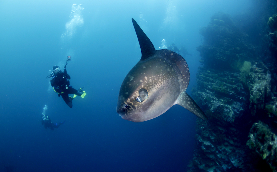 Bali Manta Rays Nico Dives Cool 1