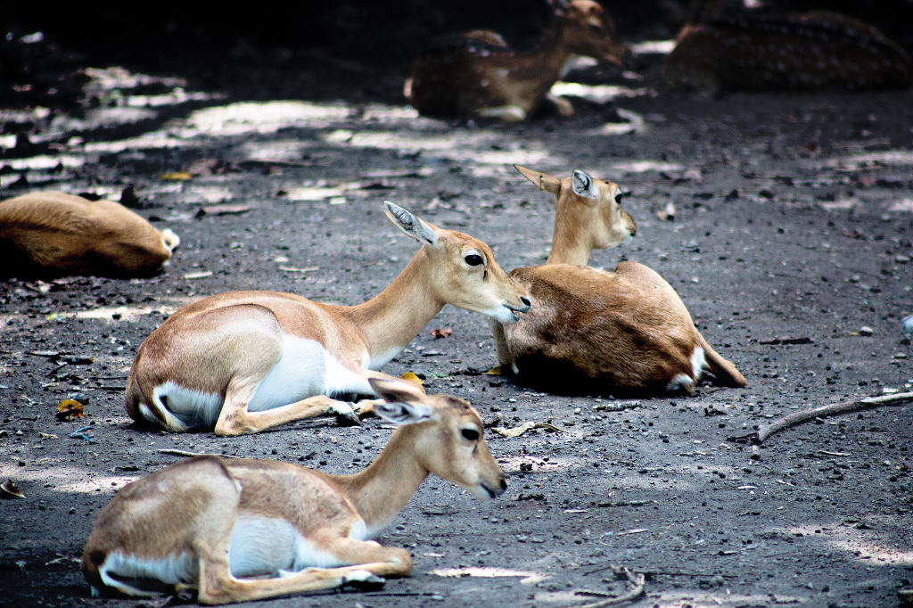 Rediscovering Wildlife at Bali Safari and Marine Park - NOW! Bali