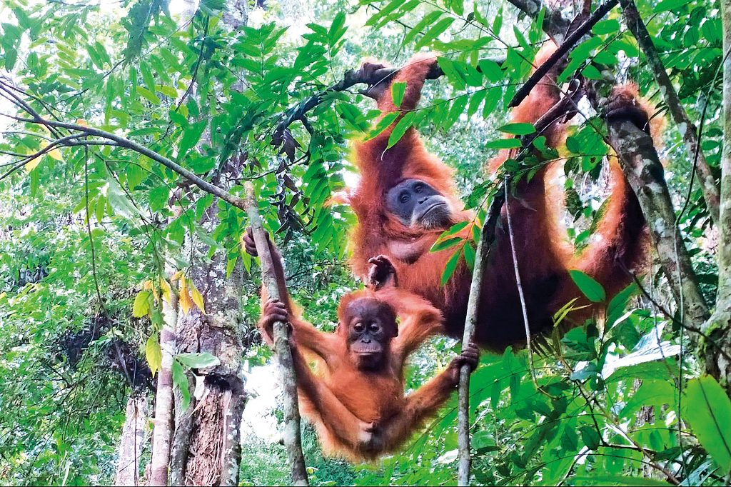 Bukit Lawang Orang Utan