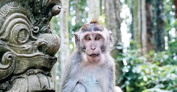 Sangeh Monkey Forest
