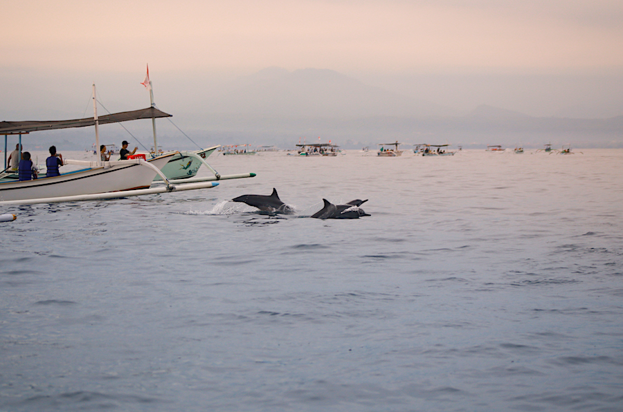 Dolphins in Bali