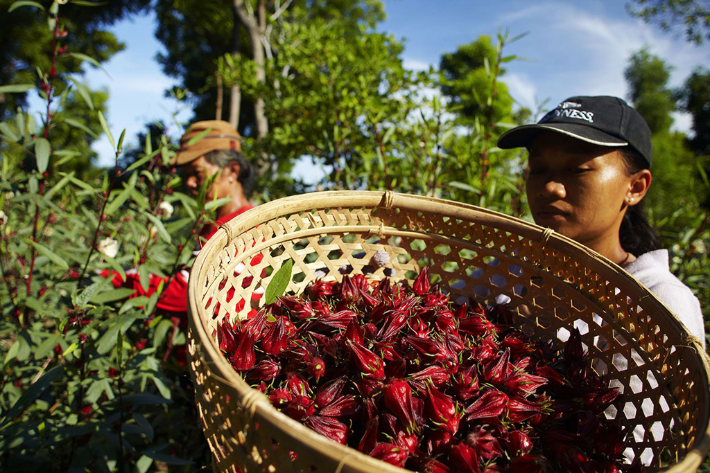 Rosella Tea