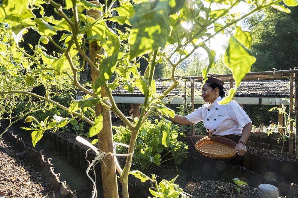 Alila Ubud_Chef in the Organic Garden