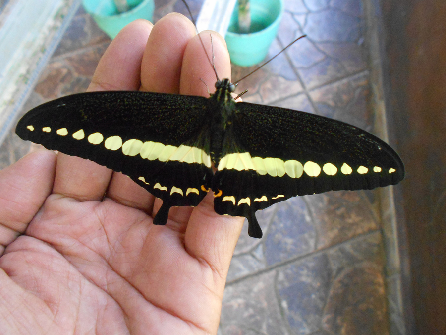 Theme - Parks - Bali Butterfly Park (2) Bali animal parks