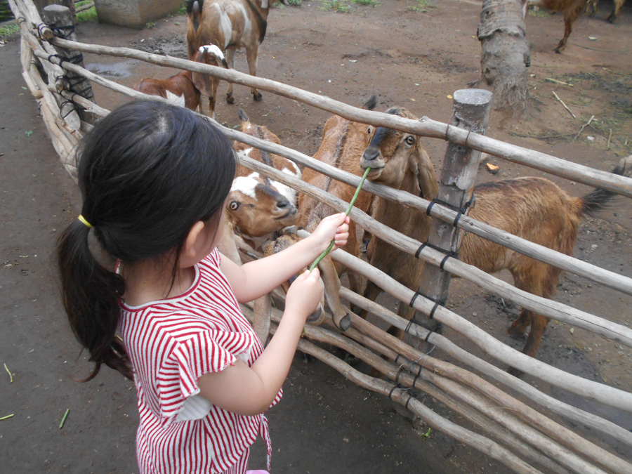 Theme - Parks - Bali Safari Marine Park (1) Bali animal parks