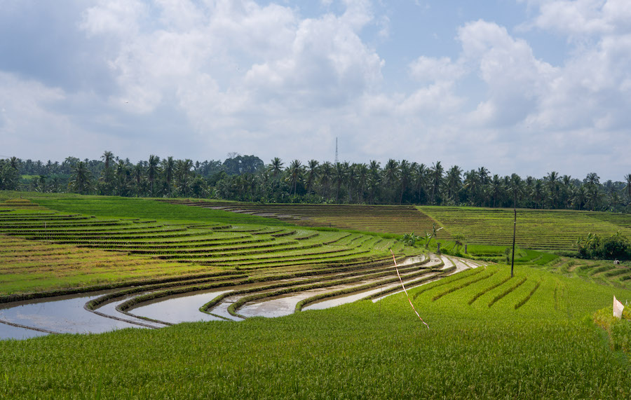 Puri Anyar Kerambitan