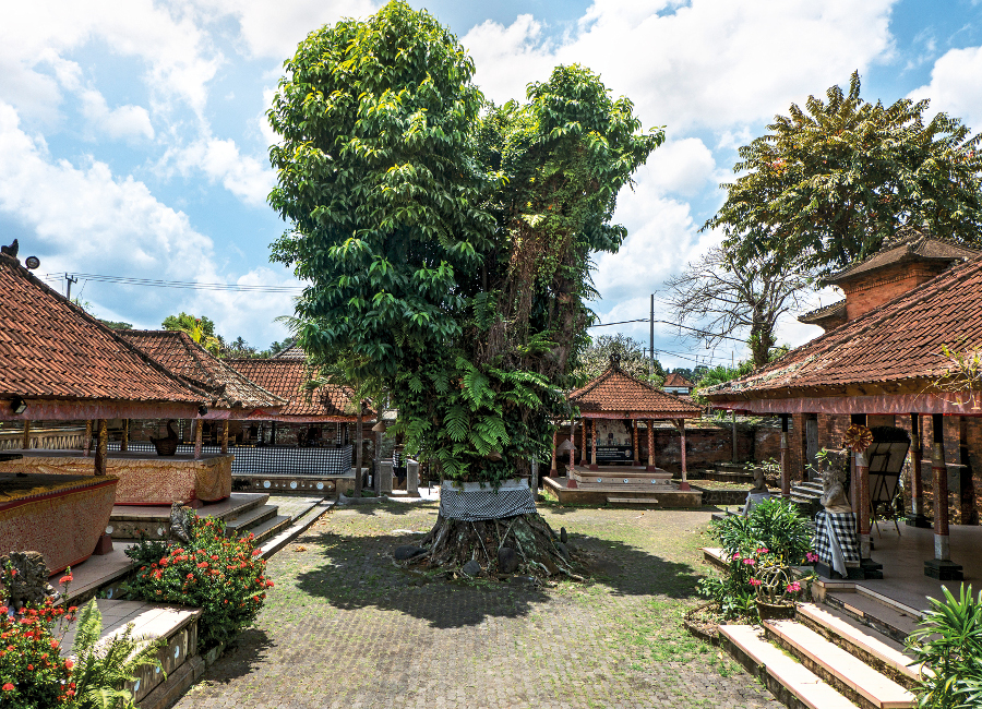 Puri Anyar's Jabah Tengah, with a 300 year old cempaka tree at its centre