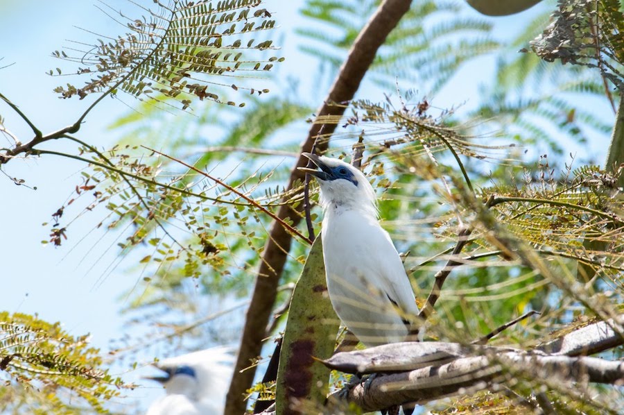 bali starlings