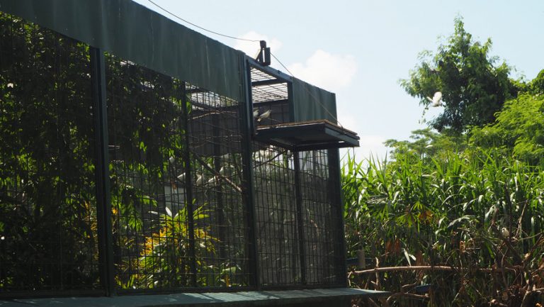 New Release of 40 Endangered Bali Starlings from Bali Safari Park's ...