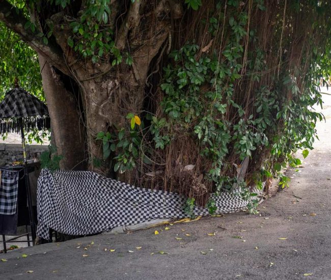 Banyan-Tree-Bali-Poleng