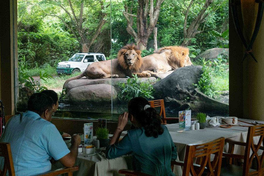 Bali Safari Breakfast with Lions 14