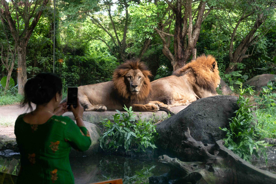Bali Safari Breakfast with Lions 14