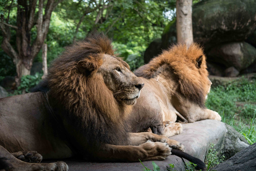 Bali Safari Breakfast with Lions 14