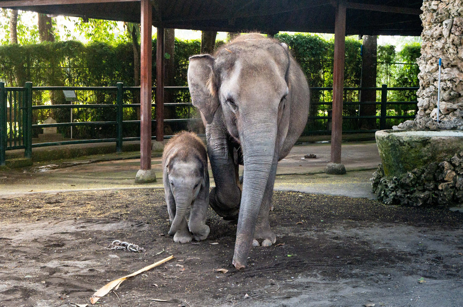 Mason Elephant Park Bali - Ubud 2