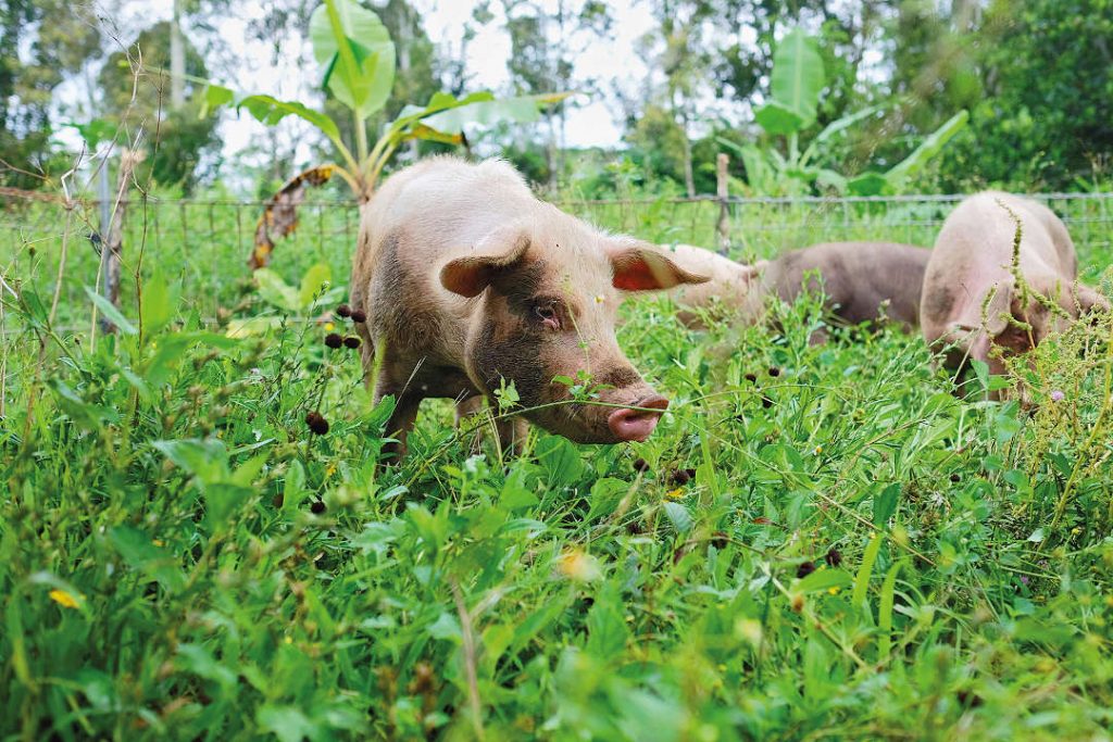 Bali Highlands Organik - Pig Farm Bali