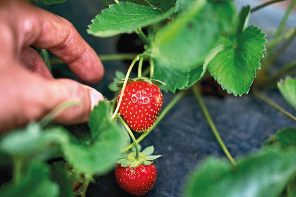 Strawberry Picking in Bedugul Bali