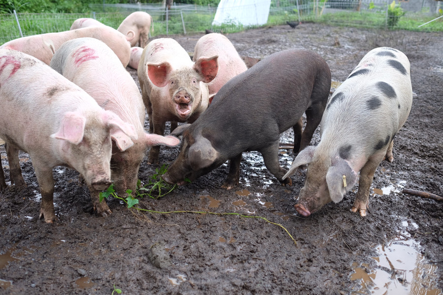 Bali Highlands Organik - Pig Farm Bali