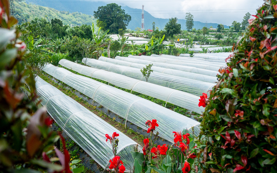 Bedugul Strawberry Farms - NOW! Bali