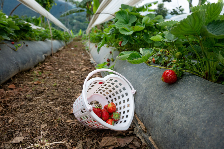 Strawberry Picking in Bedugul Bali