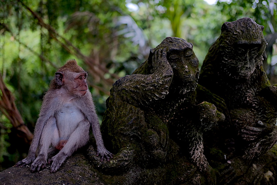 Ubud Monkey Forest Bali