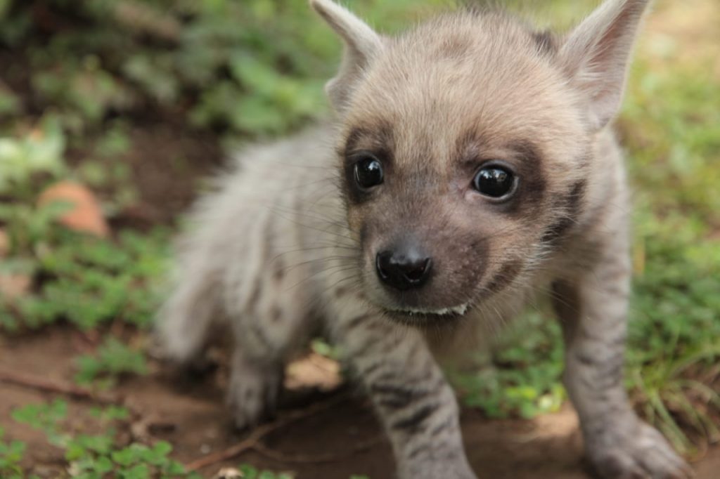 Bali Safari Hyena Baby