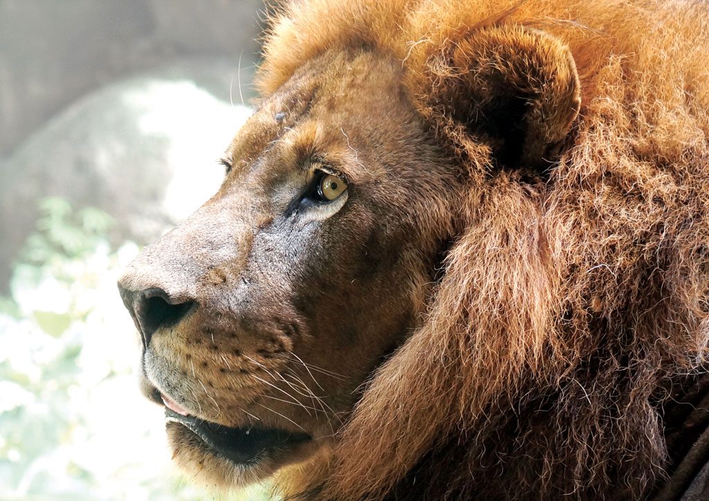 Bali for Kids - Bali Safari & Marine Park
