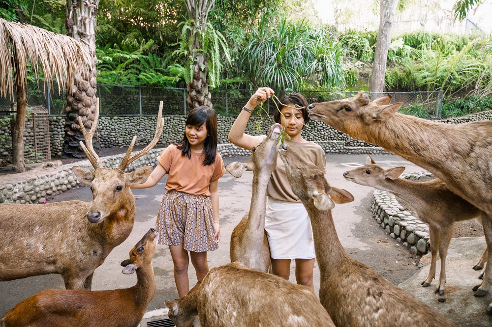 Bali for Kids - Bali Zoo Deer Feeding